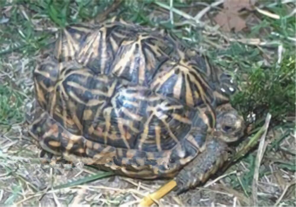 帐篷陆龟身份信息