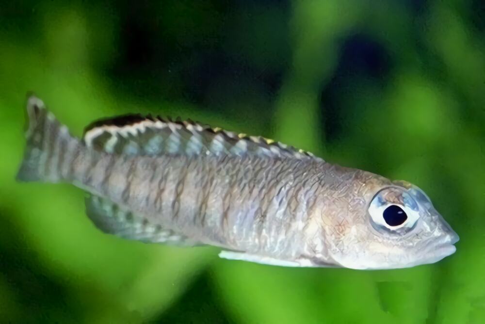 蓝眼鲫身份信息