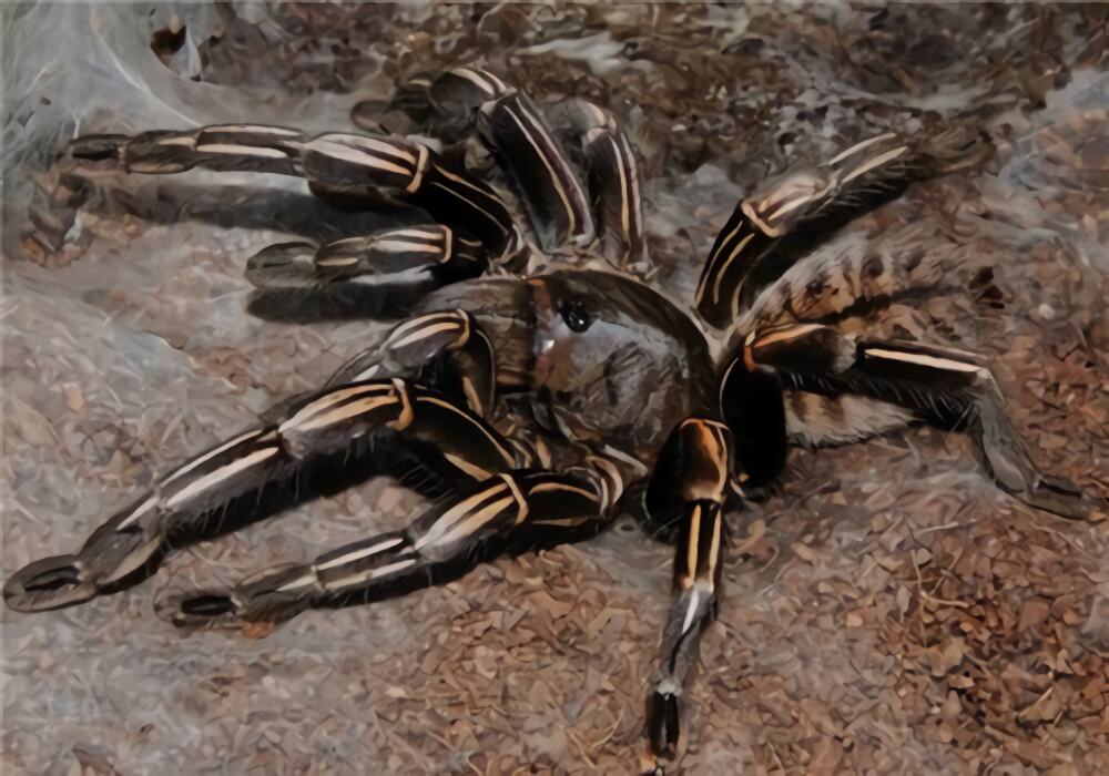 泰国斑马脚身份信息