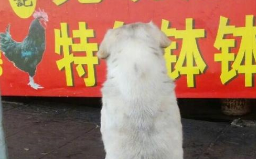 狗子街上蹲好多年,哪个老板善良它一清二楚