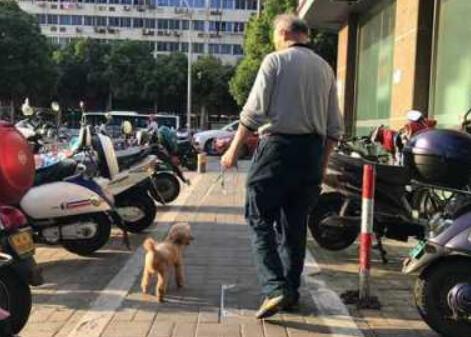 还是有人不知道：遛狗不拴绳，违法！