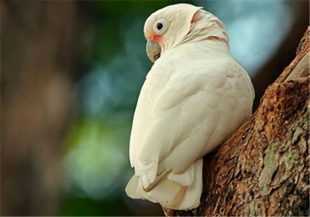 戈芬氏凤头鹦鹉身份信息