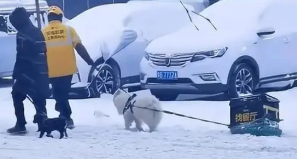 被迫营业!外卖小哥让狗狗雪地里拉外卖箱,网友:狗粮得靠自己赚