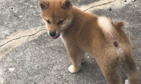 柴犬忽然听见有奇怪的声音,走以往看过一下,結果被吓退了