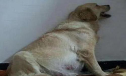 主人发现狗狗肚子胀气,送去医院检查,竟在肚子里取出上万元钱