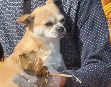 爷爷在忙着剥玉米，狗狗却坐在他怀里撒娇：我才是爷爷的小宝贝！