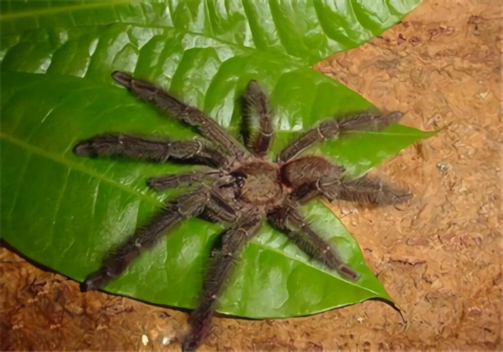 哥斯达黎加橙嘴身份信息