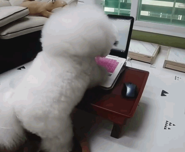 胖嘟嘟比熊被迫看吃播减肥,用行动表明此方法对狗无效