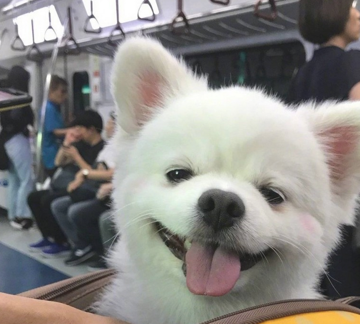 狗狗刚睡醒,发觉大家在看它,立刻露出笑容样子!