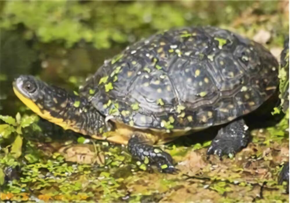 布氏拟龟身份信息