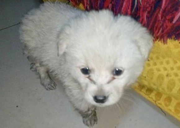 漂泊小奶狗溜进店内躲雨，被营业员拎出去后小家伙一脸委屈，辛酸