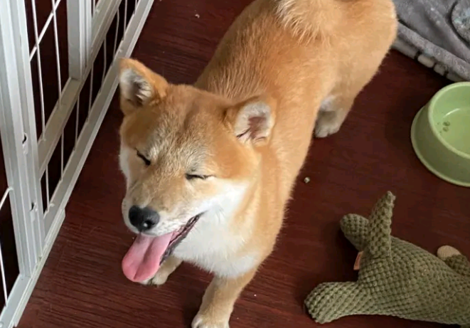 柴犬想出去玩,結果被主人家说得心神不安,哪都不去了