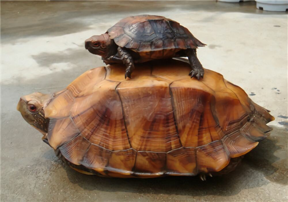 锯缘摄龟身份信息