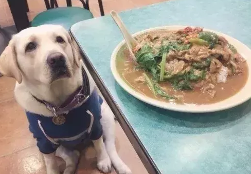 铲屎官常常带小狗去餐饮店用餐，汪：长那么胖怪我咯