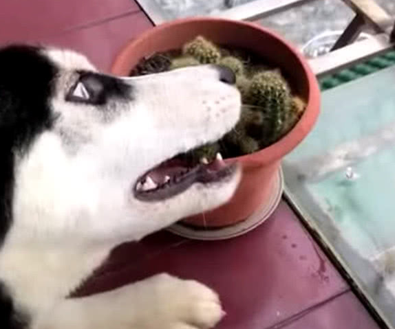 二哈趴到仙人球周围,主人家好奇心没以往打搅,下一步使他笑到失音