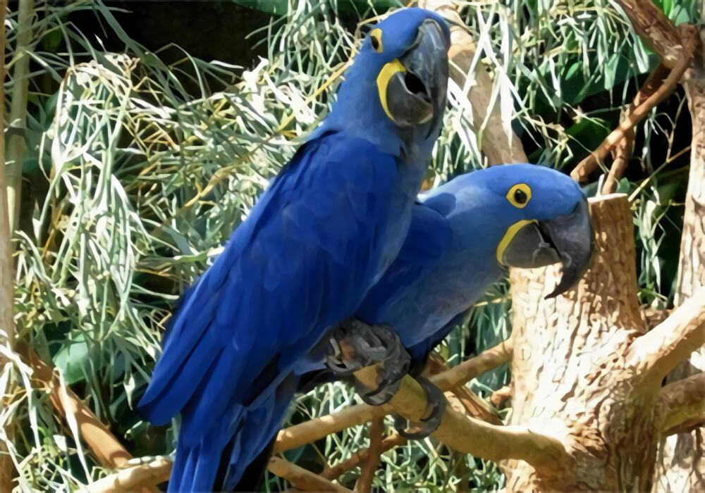 紫蓝金刚鹦鹉身份信息