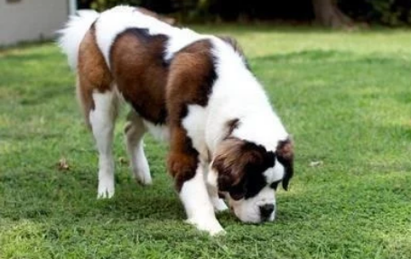 狗狗拉粑粑的姿势会暴露这么多秘密!你家狗狗是怎么做的