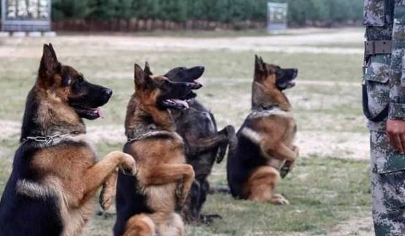 中华土狗为啥不能做军犬,听完兵哥哥的解释,网友:确实不敢用!