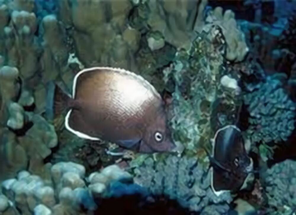 复活岛蝶身份信息