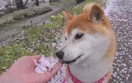 网友让柴犬闻花瓣香不香,柴犬立即回绝,不闻就不闻