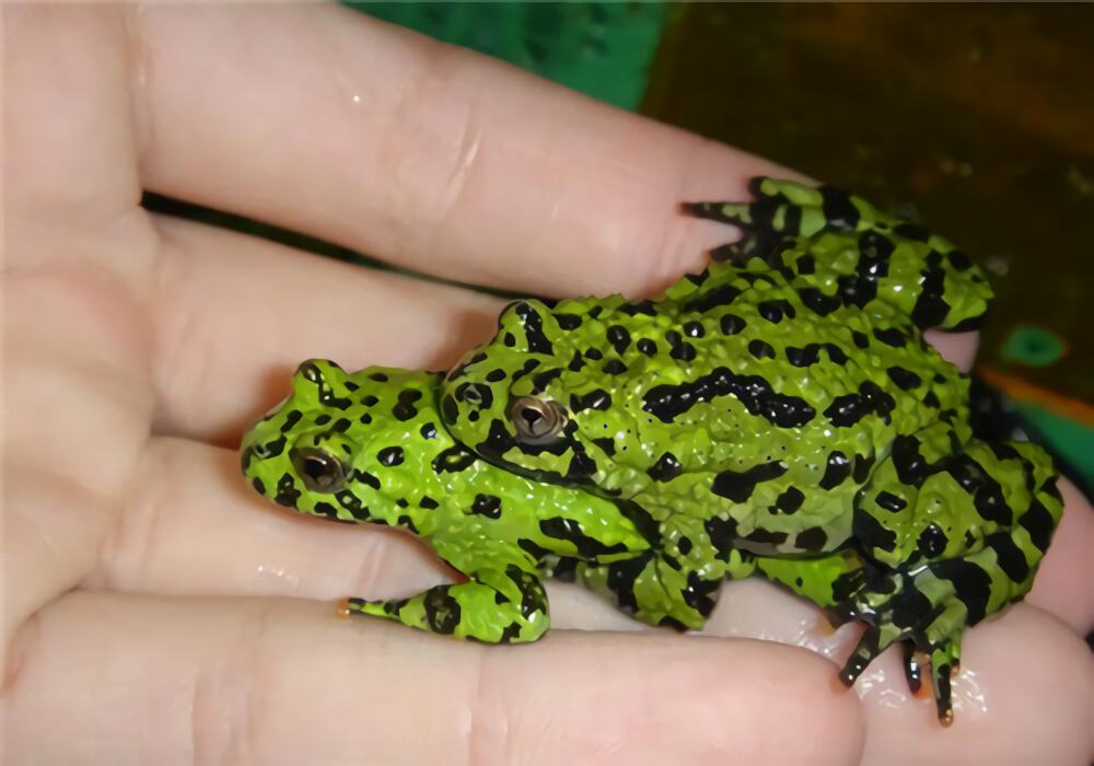 东方铃蟾身份信息