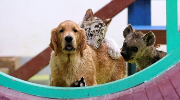 超级萌烦!不同物种动物被黄金猎犬妈妈带大