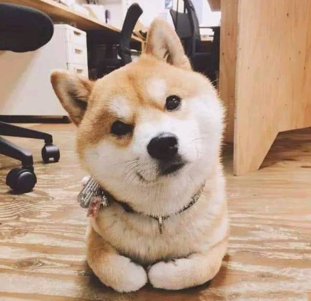男人养了一只柴犬,下班了回家见到狗狗在厕所,男人笑喷