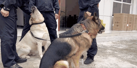警犬吃太胖被要求减肥,遭5000万网友围观