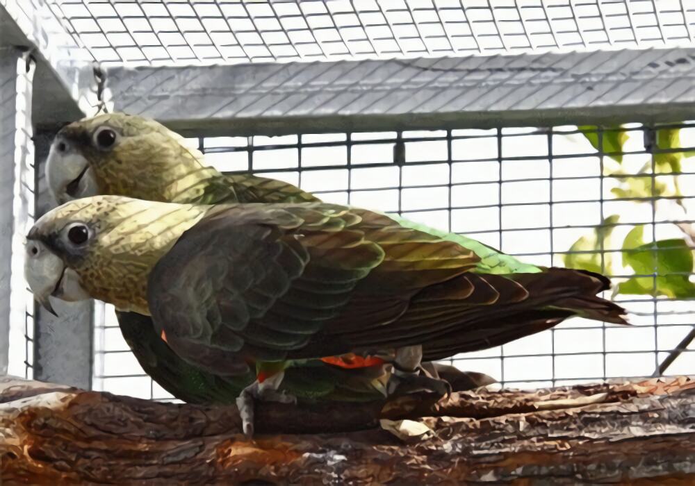 海角鹦鹉身份信息