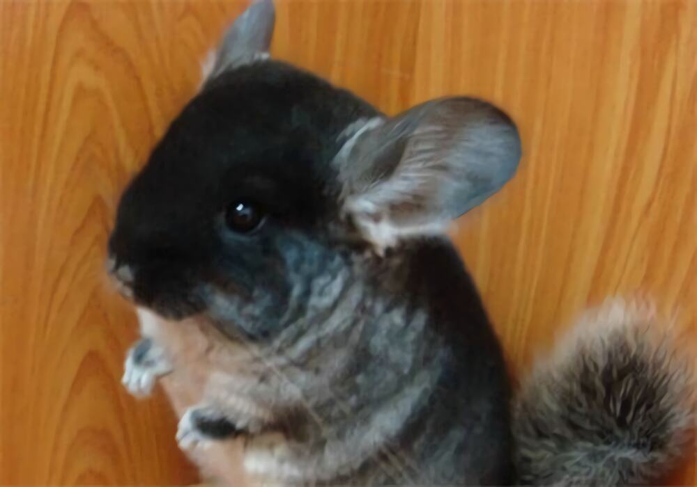 丝绒黑龙猫身份信息