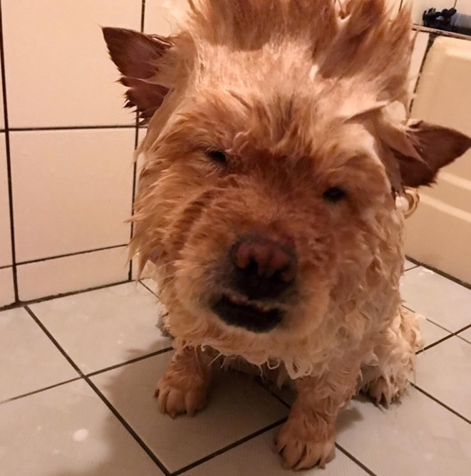 松狮犬太肥被取笑，冼澡后1秒破谣传，下场好尷尬！