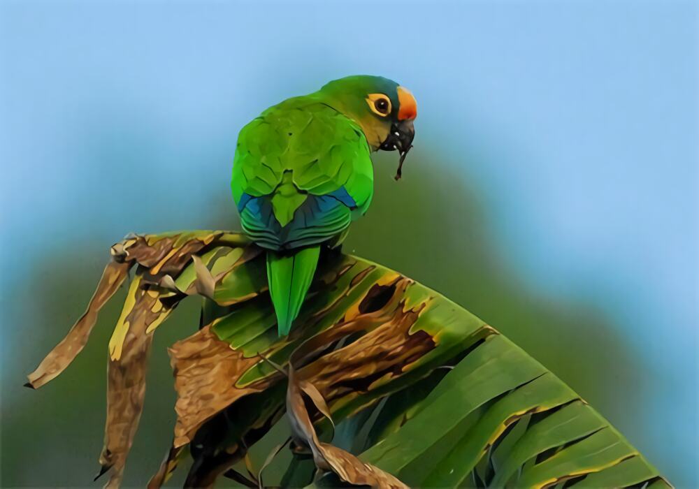 桃额锥尾鹦鹉身份信息