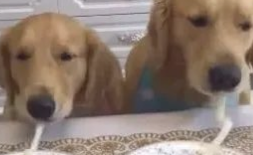 狗狗吸一根鲜面条吸究竟，网民：猜疑鲜面条会假？