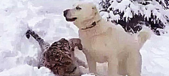 狗狗在郊外救了一只小老虎，可是当狗狗年纪大了之后，风格却彻底发生变化