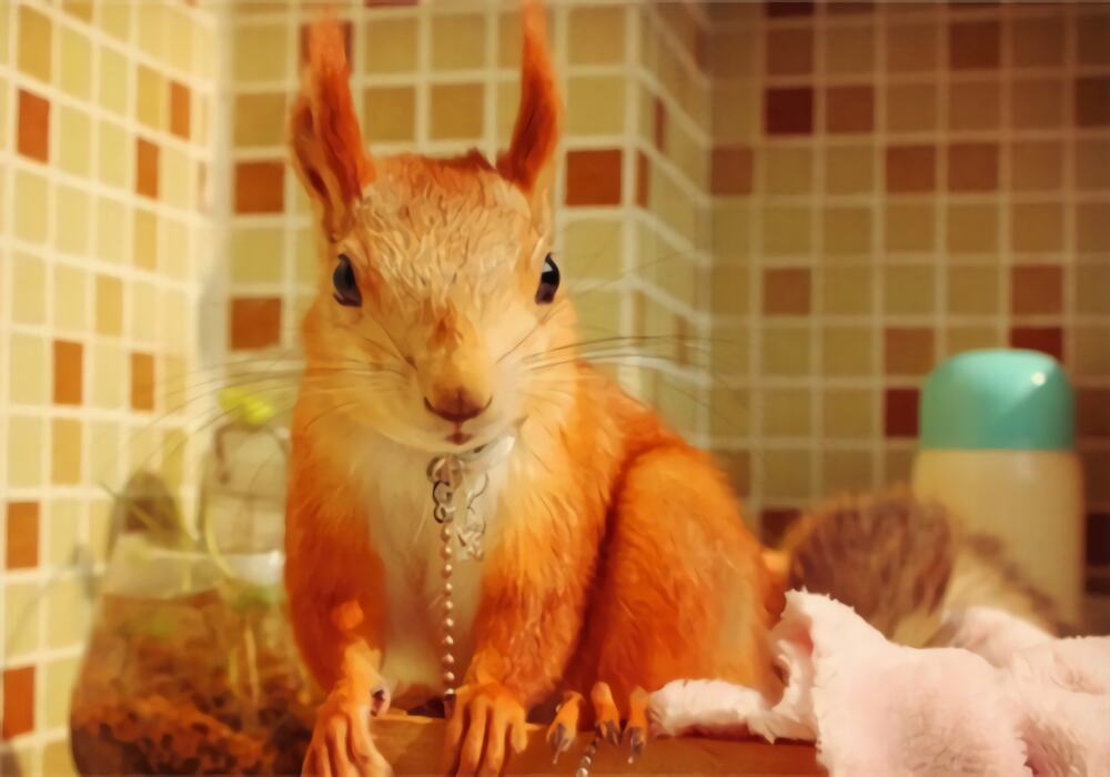 雪地松鼠身份信息