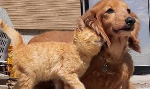 铲屎官遛狗途中偶遇热情大橘,全程粘着狗子,恍若一只“舔狗”猫