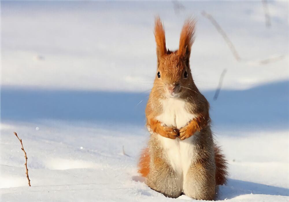 雪地松鼠身份信息