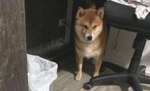 网友让柴犬去捉蟑螂,没想到它后退速率比主人还快,白种活你吧