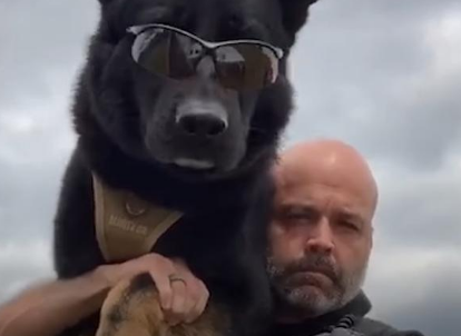警犬追犯人从6米高跳下,受伤还努力完成任务,帅得不行!