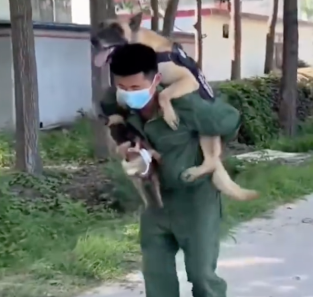 警犬看到主人怀里抱着小狗,竟然撒娇耍赖躺在地上,要背着才行
