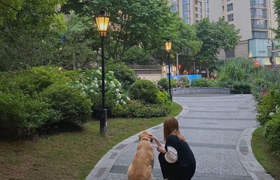 主人对金毛特好，它想出去玩随时随地都可以，狗：应当的