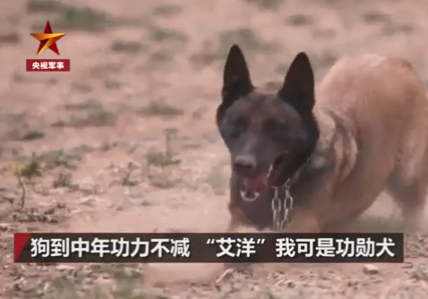 身怀绝技的军犬背后,有一群这样的兵……