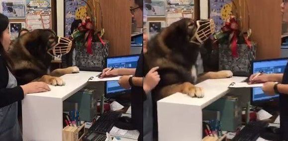 高山犬被压制打针 结束后气到找医生理论