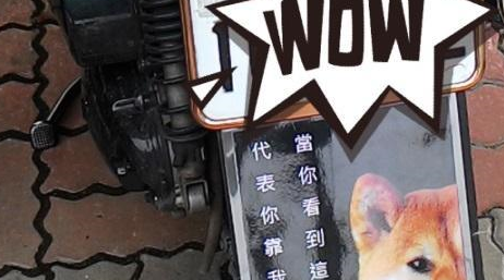柴犬坐车兜风,已经看穿某些偷拍,还提示不要看我,看路