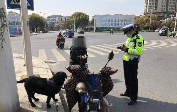 为了给宠物犬减肥 女子让狗拉电动车