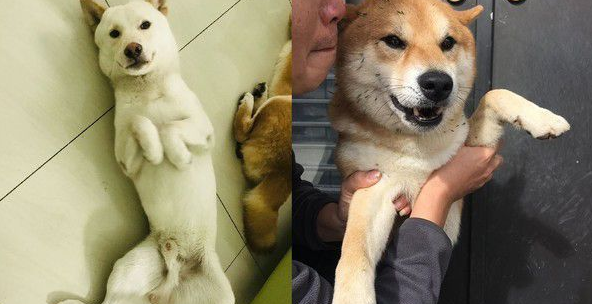 翘家惯犯柴兄弟 和外面汪密谋计画一起逃家