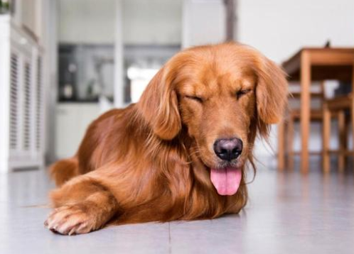 金毛犬和主人走失后,自己跑到宠物医院求助,金毛:我主人不见了