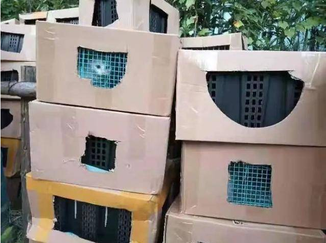 上百只猫狗被弃街头,背后是谁?