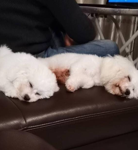 两只离不开主人的比熊犬,恨不得长在主人身上,网友:好有爱啊!