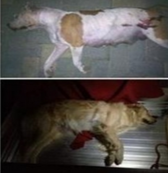 二十多只宠物狗意外身亡 竟然人为所致